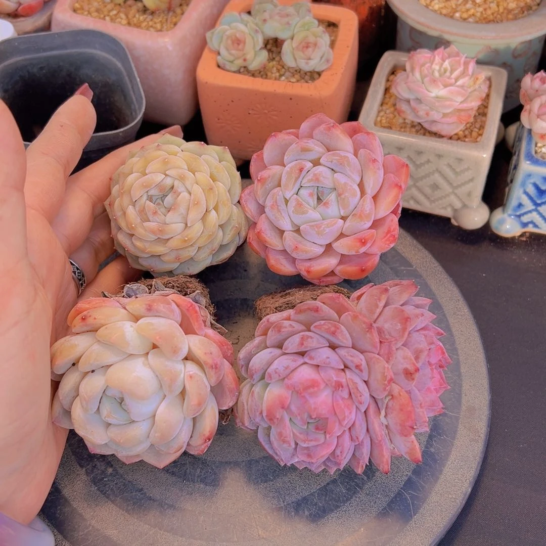 心**飞新品，多肉植物