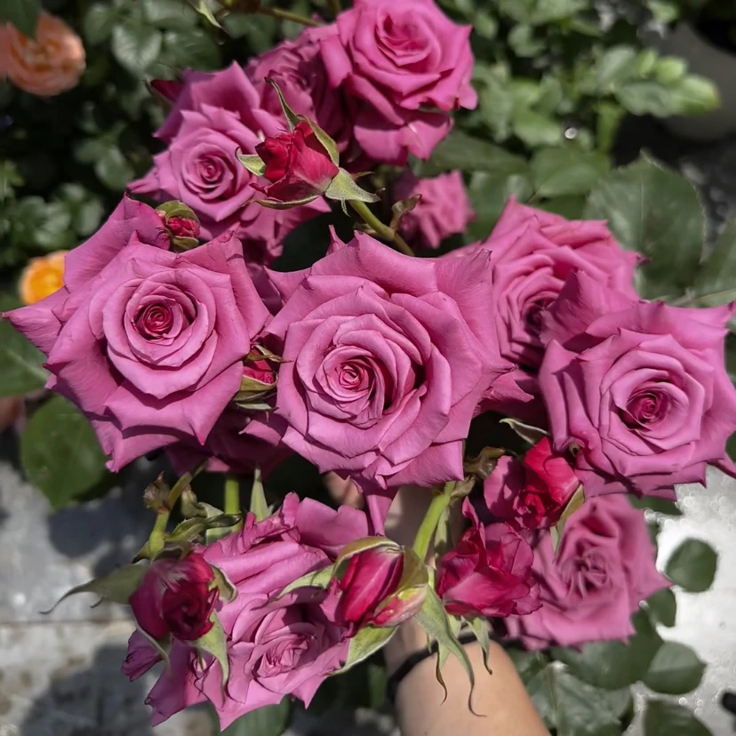 紫色【幕府将军】多头大花2加仑根接 抗病好养云南基地发货