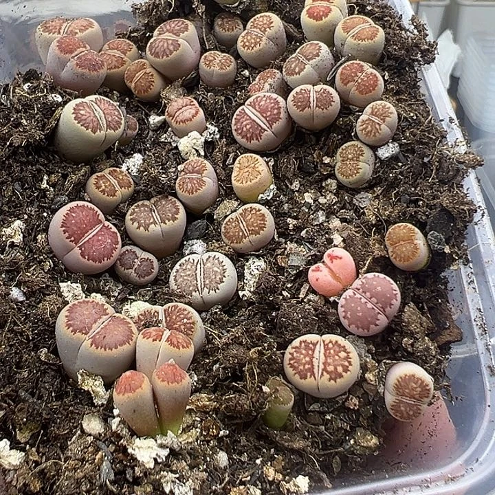 513小美菊福利了
