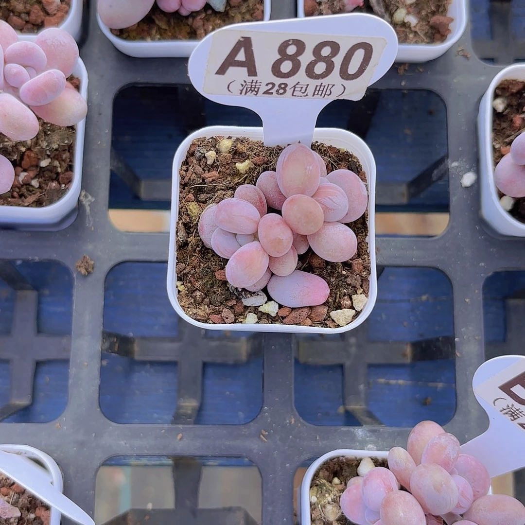 A880日系蛋黄一物一拍