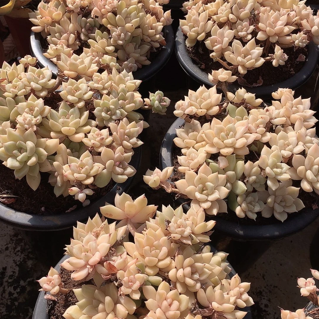 璀璨量拍多肉年终福利