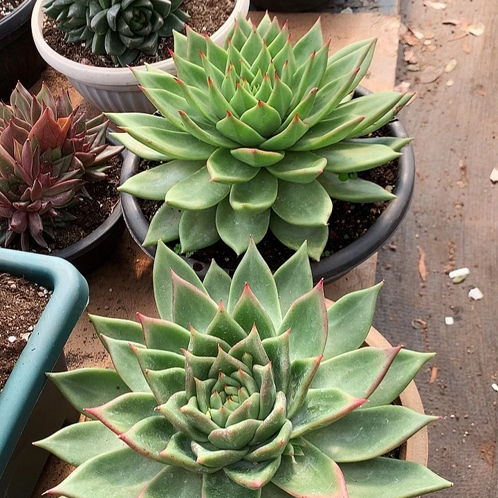 美肉特价活动开始了