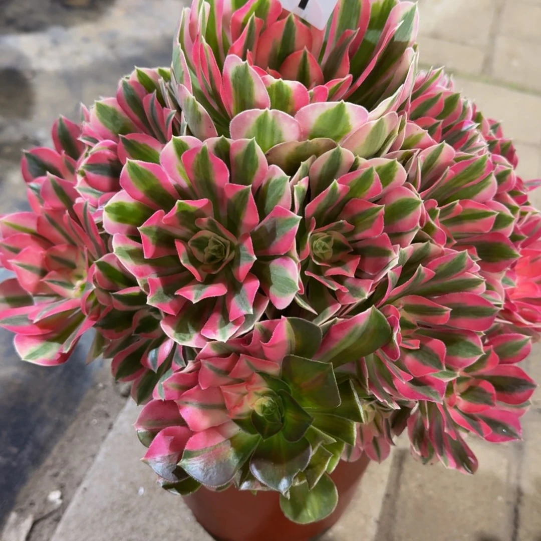 烟***雨粉女巫老桩521肉肉肉