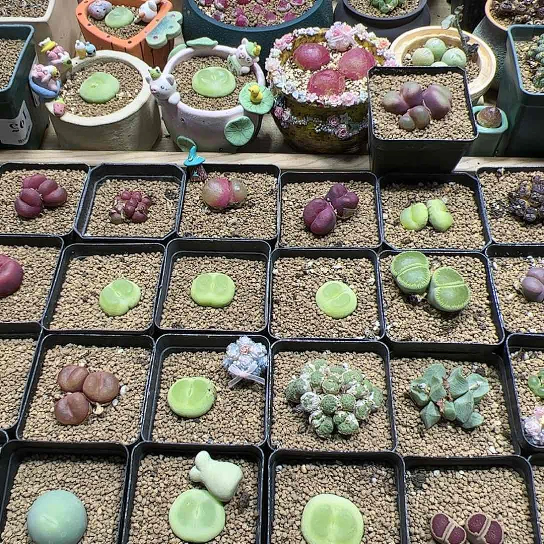 【闪购商品】?****?饺子皮30