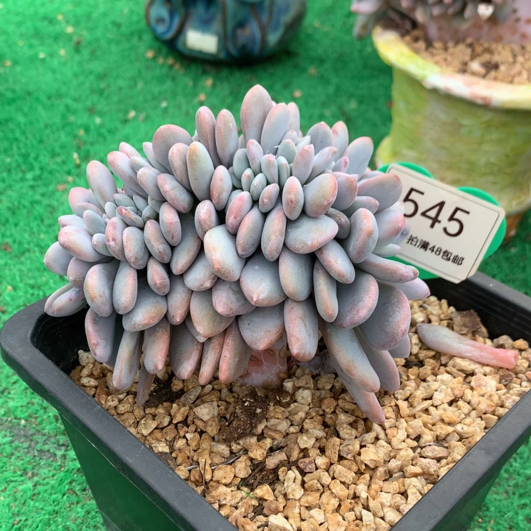 粉兔缀化一物一拍545