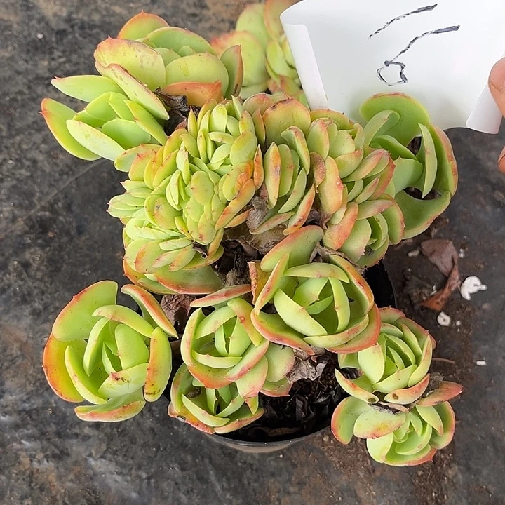 D***妞碧桃缀16号多肉植物精品