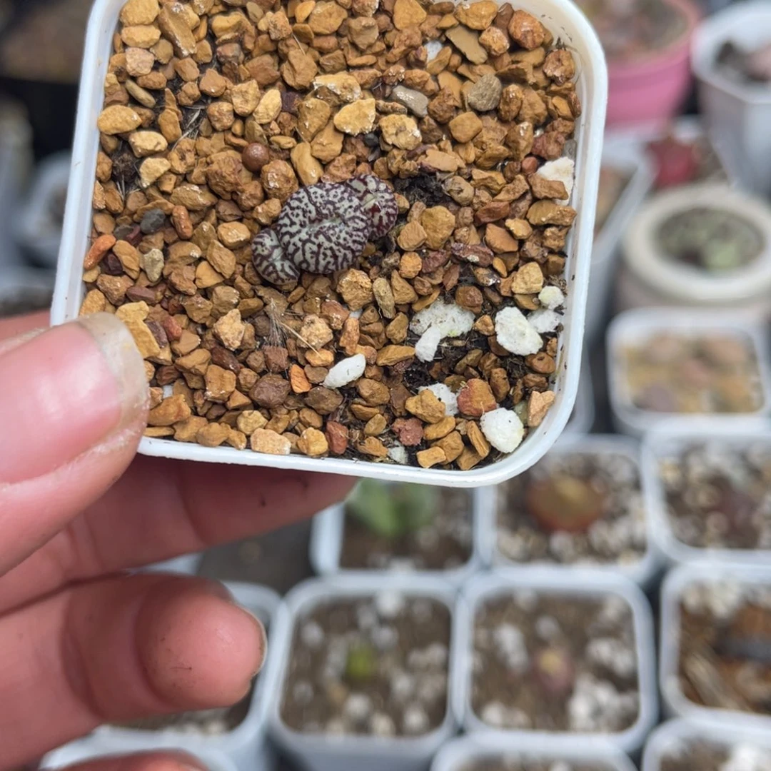 多肉植物一物一拍25