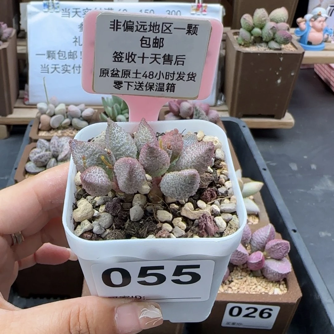 055暗恋多肉植物
