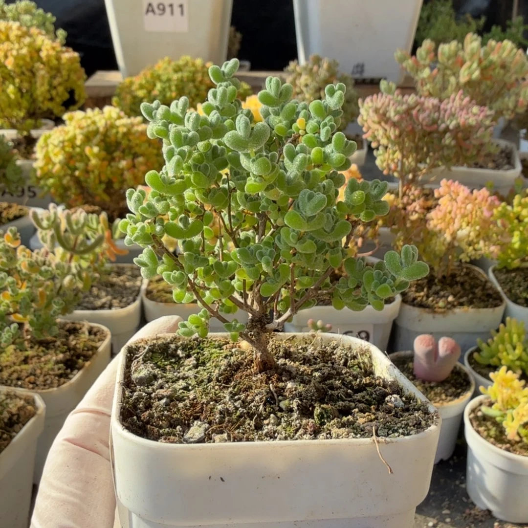 A508莱斯枝干一物一拍