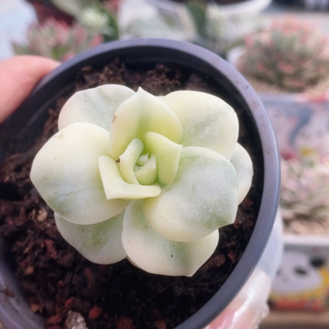 可爱玫瑰锦锦锦锦锦锦