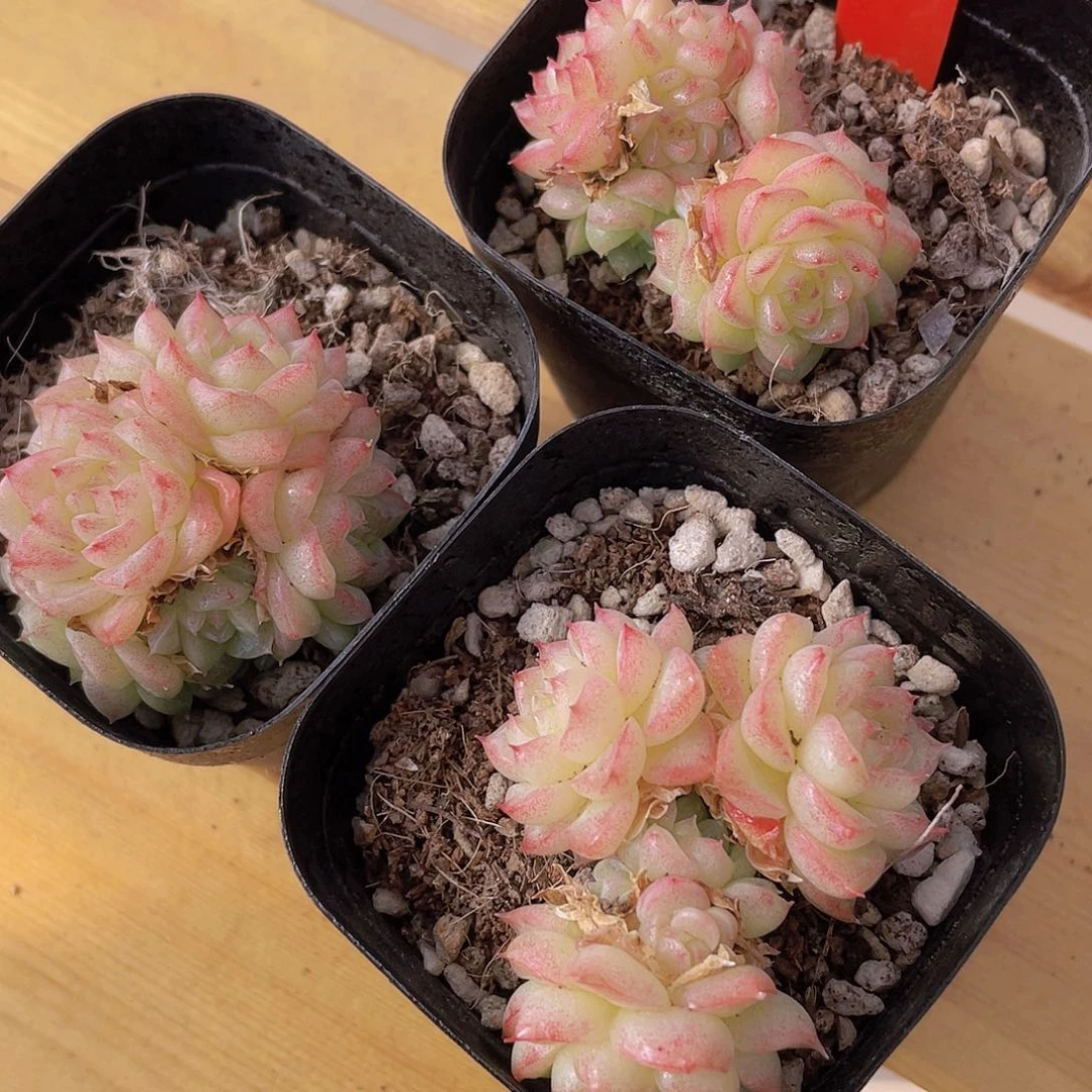 1070号 冰透花朵麦秆群一颗