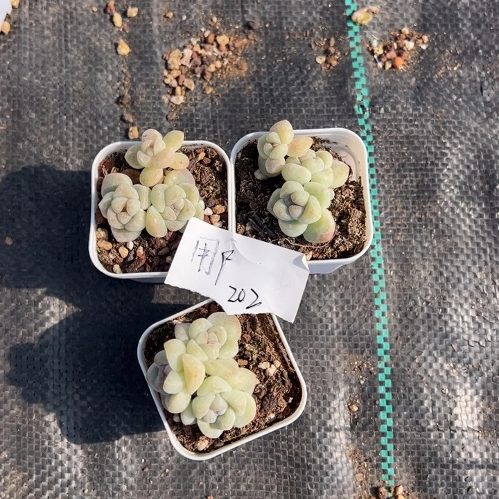 用户202一物一拍专拍