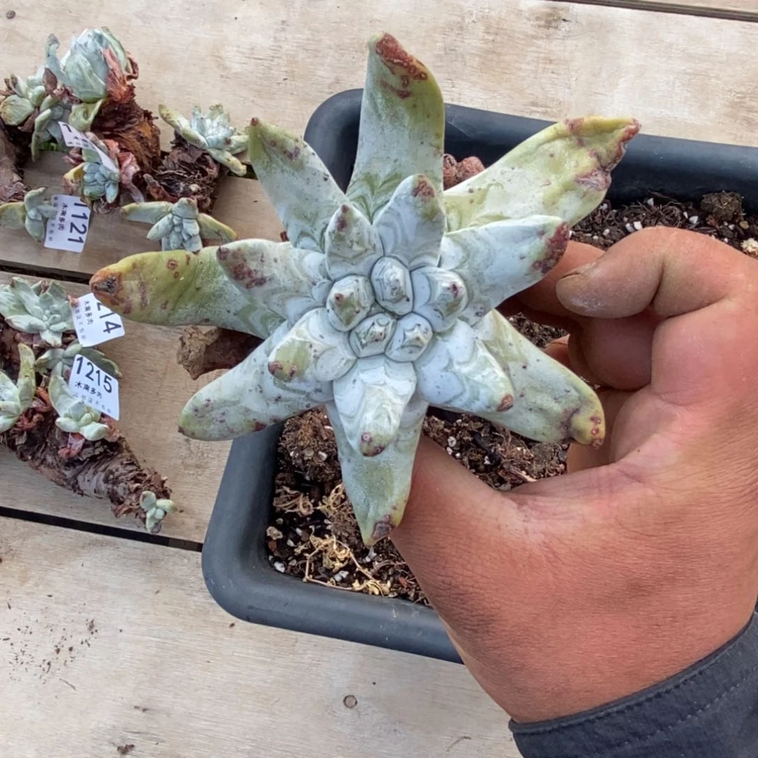 1216哈哈哈哈哈哈哈哈