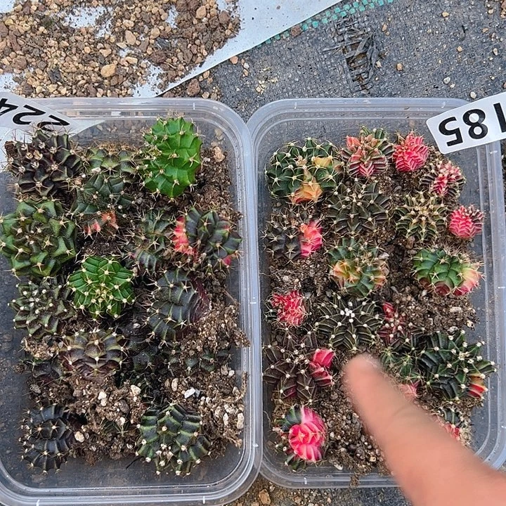 当前无花栽培后可以开花185