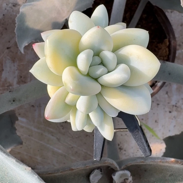 新香水锦一物一拍