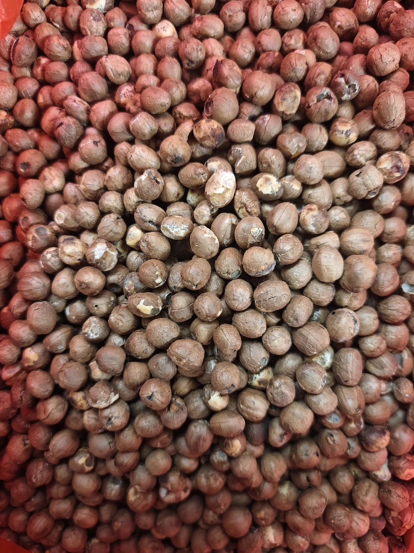 [同源南滇] 竹米