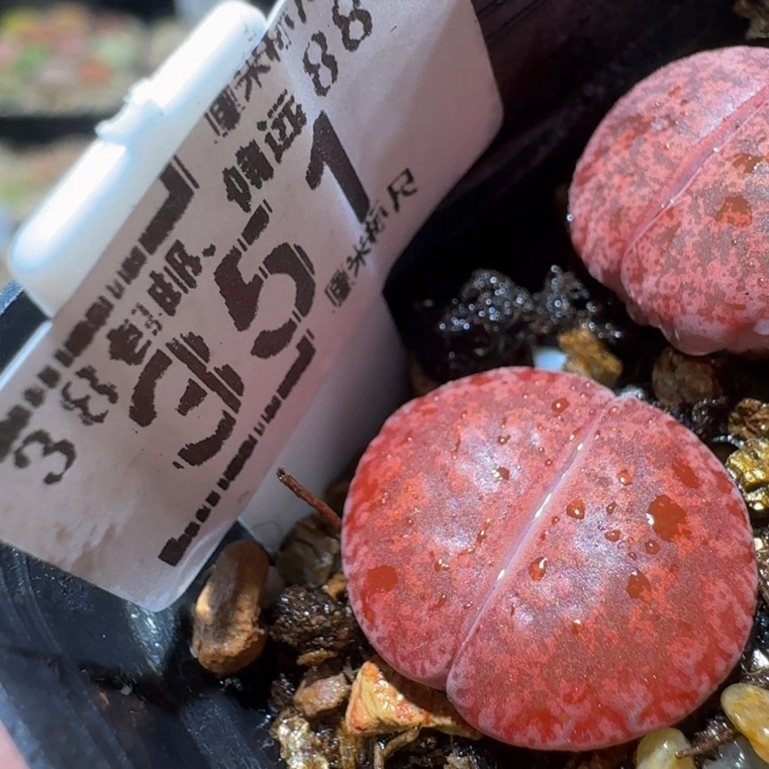 Ssss精品生石花351