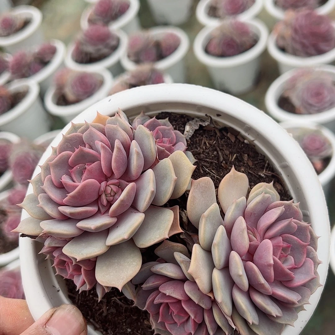 粉蝶三头起老桩控养