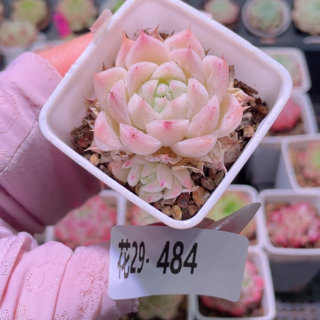 花利美29-484新品