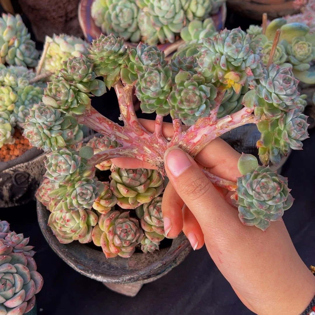 粉心冰魄16朵朵缀