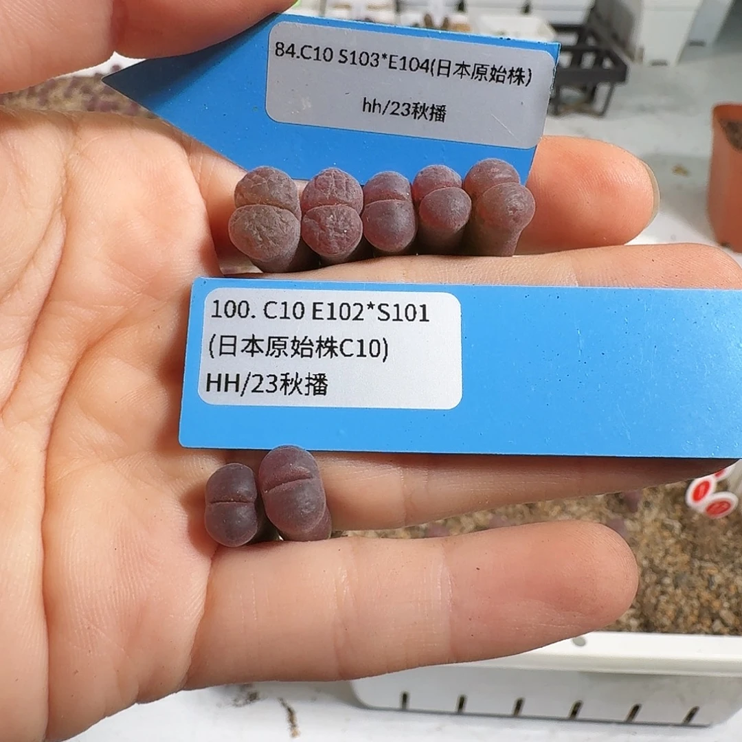 花***～多肉植物福利风铃172