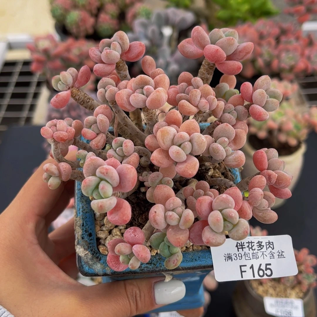 165-老桩鱼子酱多肉9cm