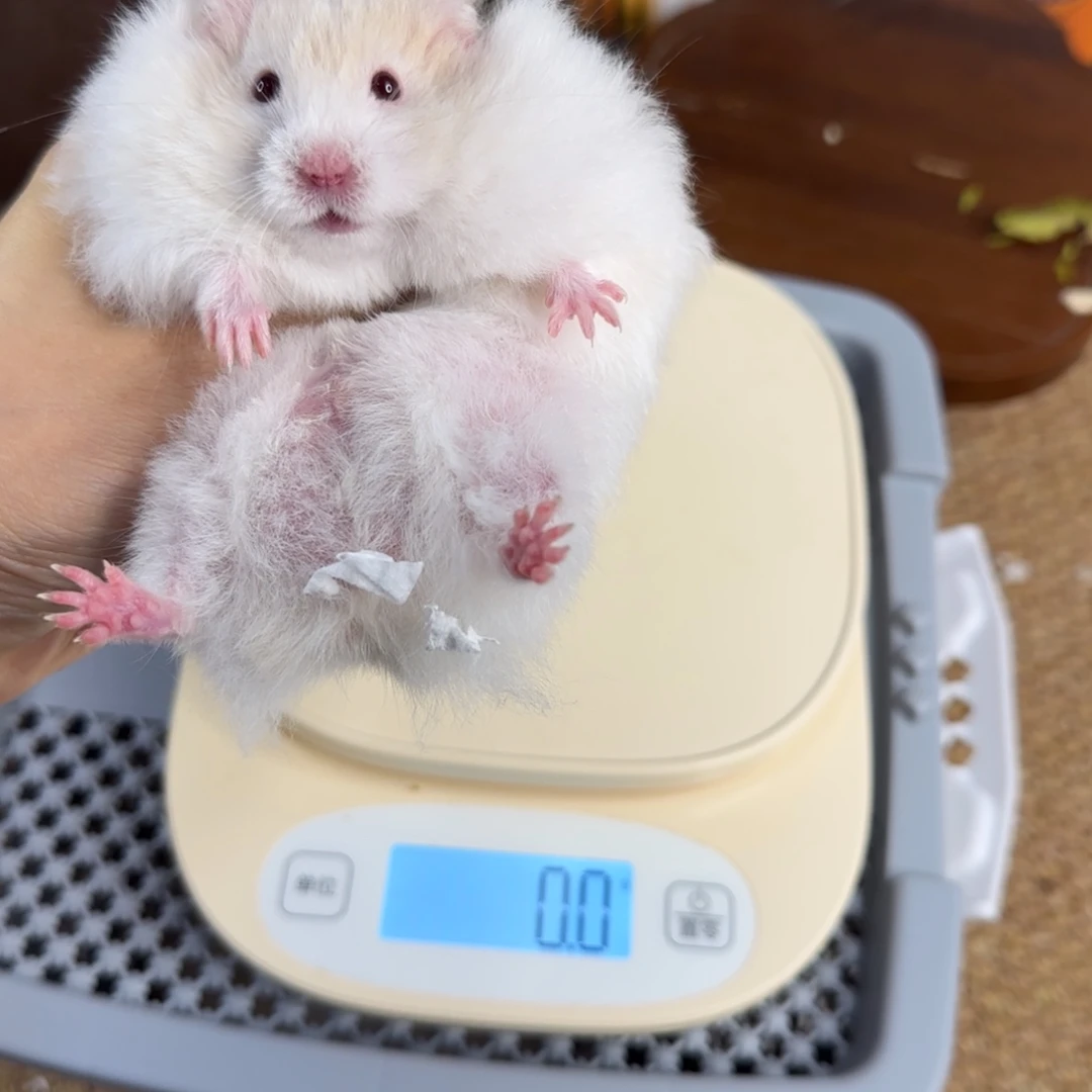 蜜波弟弟8.18生日