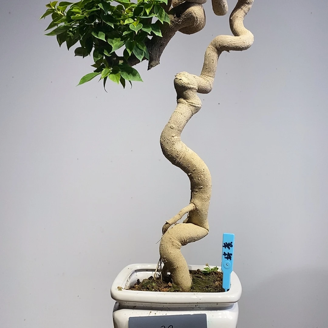 无花朵三角梅塔黄高度53左右