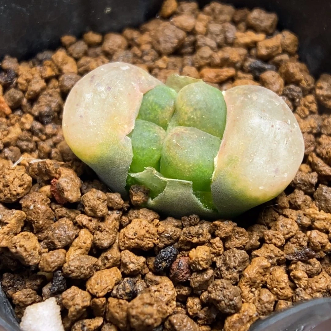 多肉植物肉锥杂交K-784
