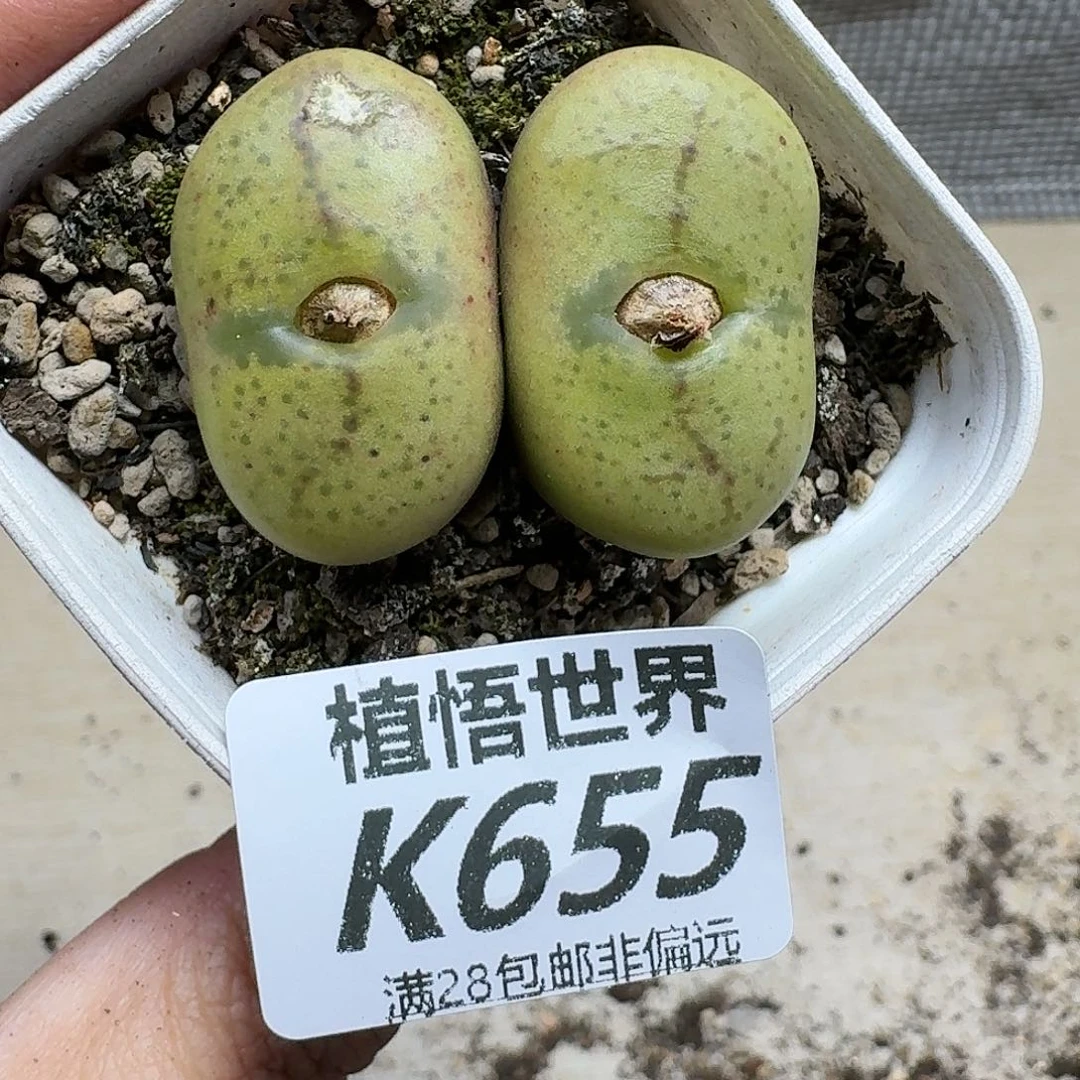 多肉植物的人生fhn