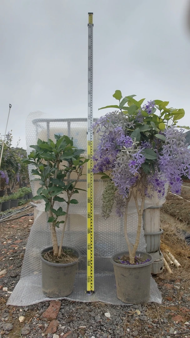 泰国大叶蓝花藤1-3年苗许愿藤四季开花紫藤爆花植物阳台花卉