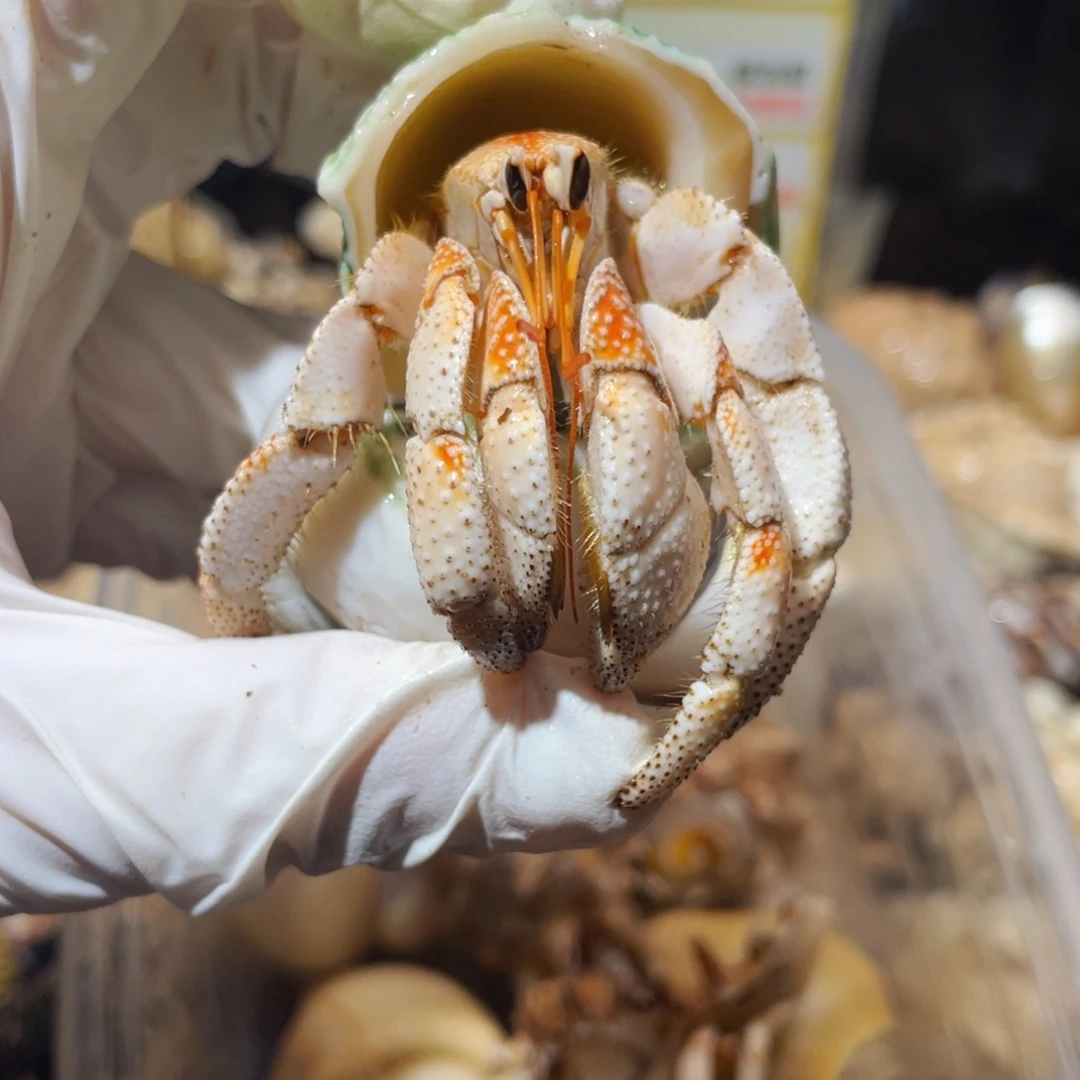 蜗居异宠寄居蟹0431白草