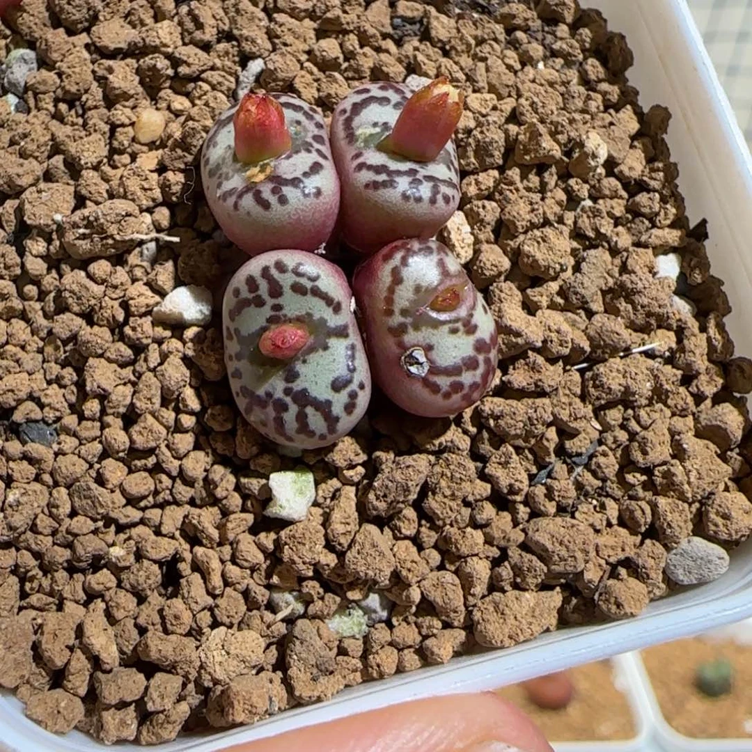 肉锥多肉植物组合-wc霓虹有疤1550
