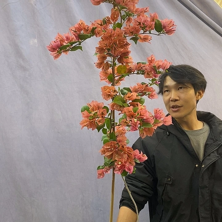 大量花朵（建议范围：8朵-15朵 或40%以上）米罗