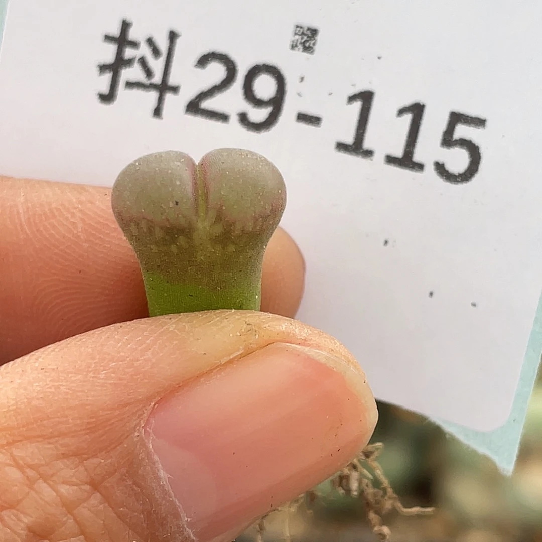 29-115小苗c10多肉植物锥