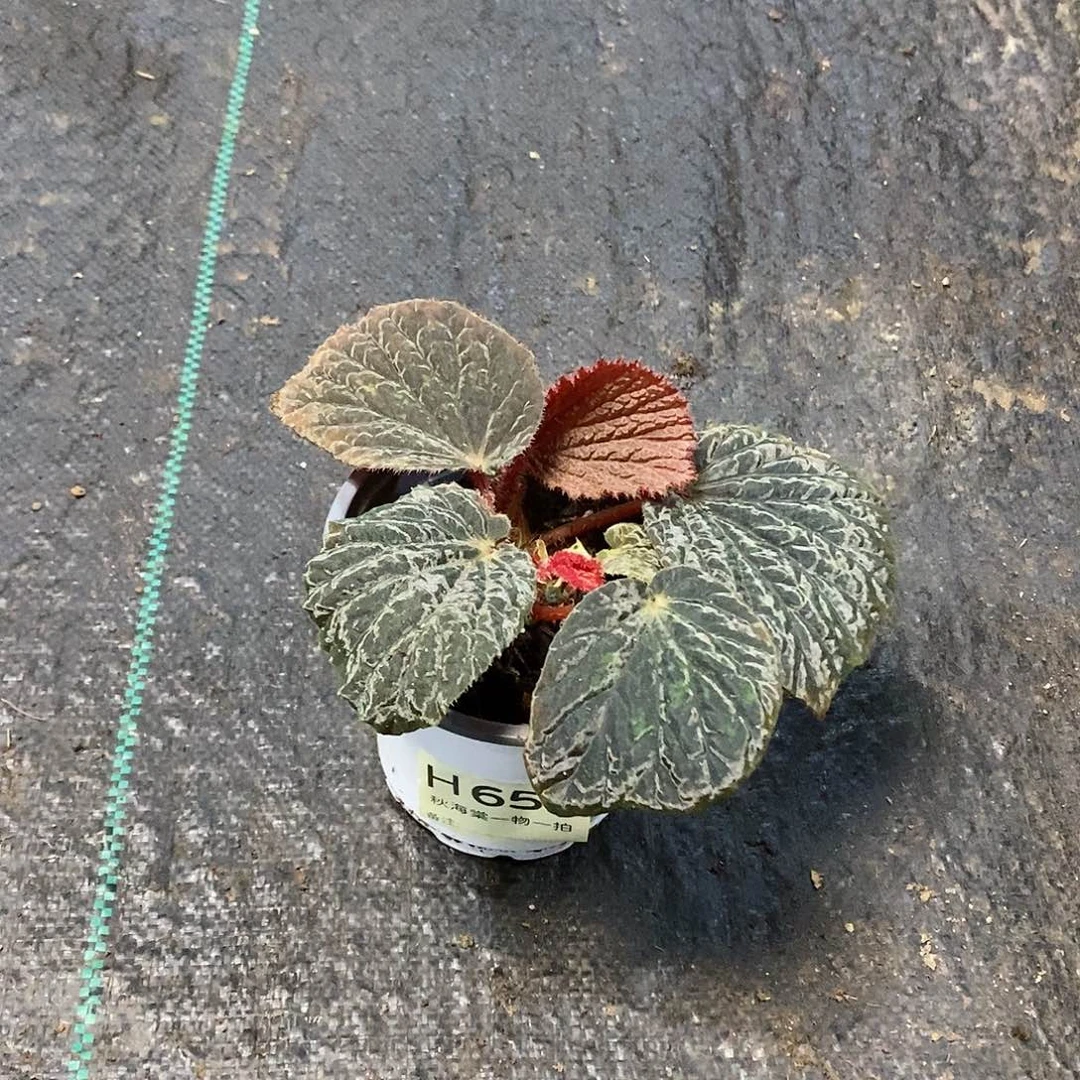 不开花植物壹**子秋海棠652叶损