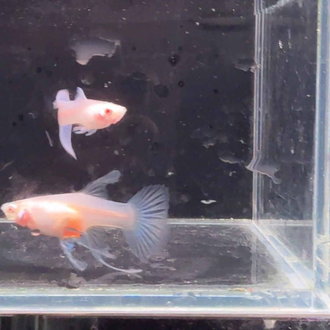 孔雀鱼蓝白缎带1对