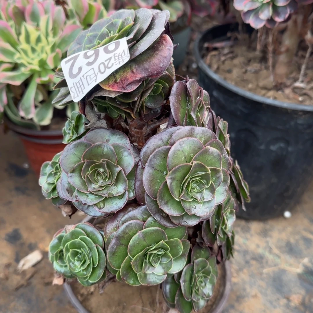 魅金062满20包邮断枝不包