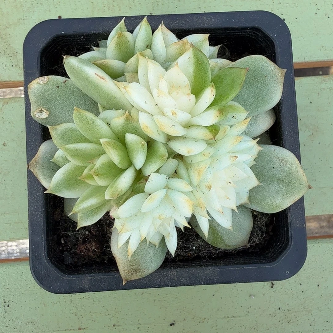 绿水晶玫瑰锦锦上园艺一物一拍