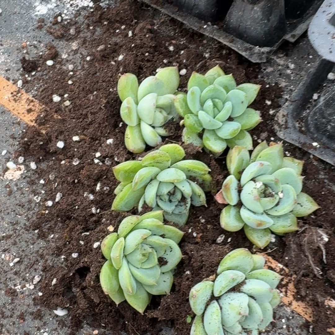 26_3珍妮穴盘十棵脱土发货量拍