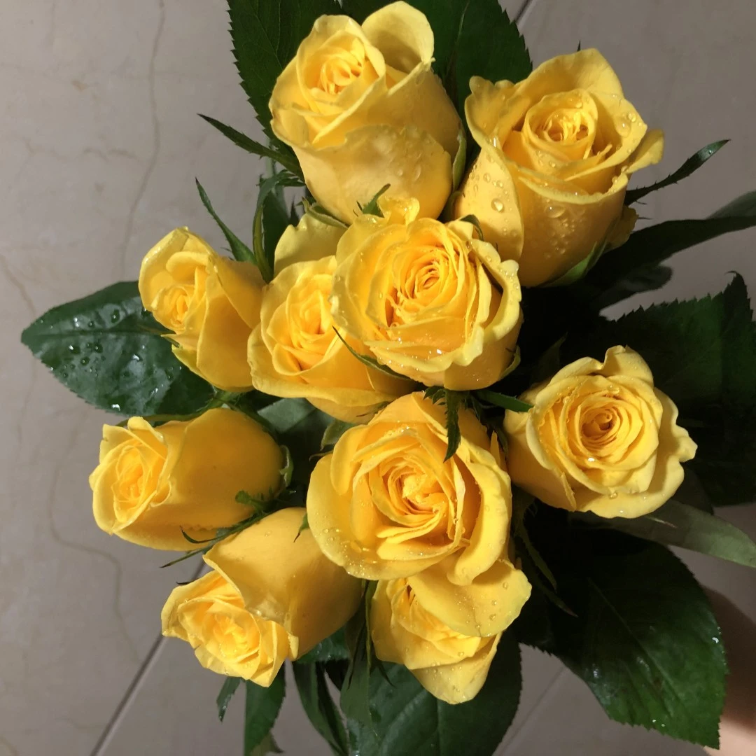 【金镶玉】玫瑰花树苗老桩当年开花大花浓香月季老根花卉绿植盆栽