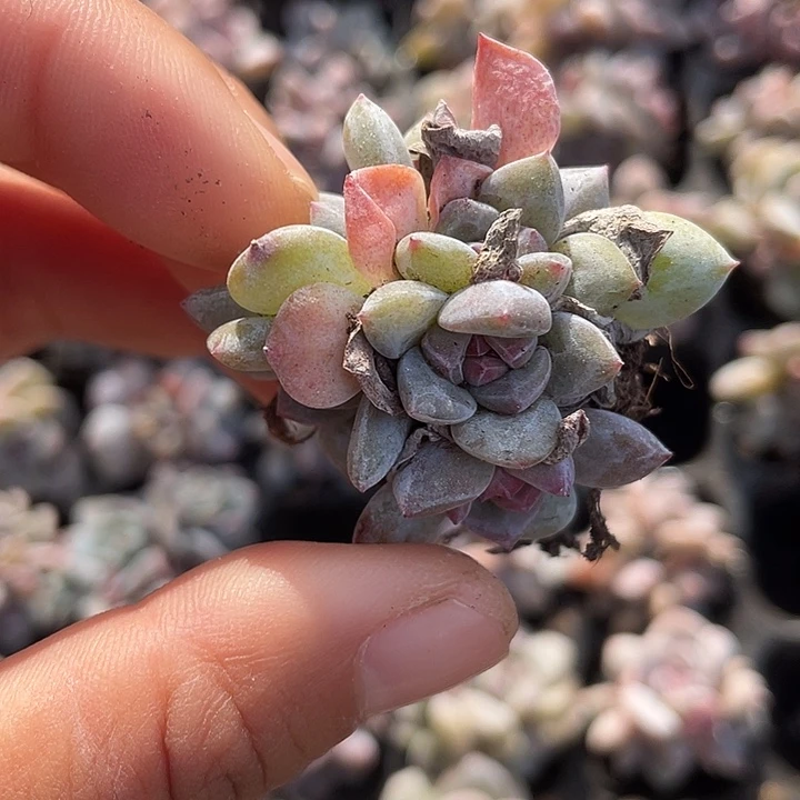 星影群随机发满18包邮