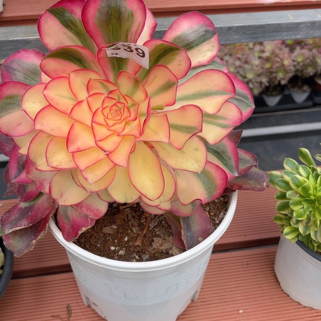 大*123  639多肉法师