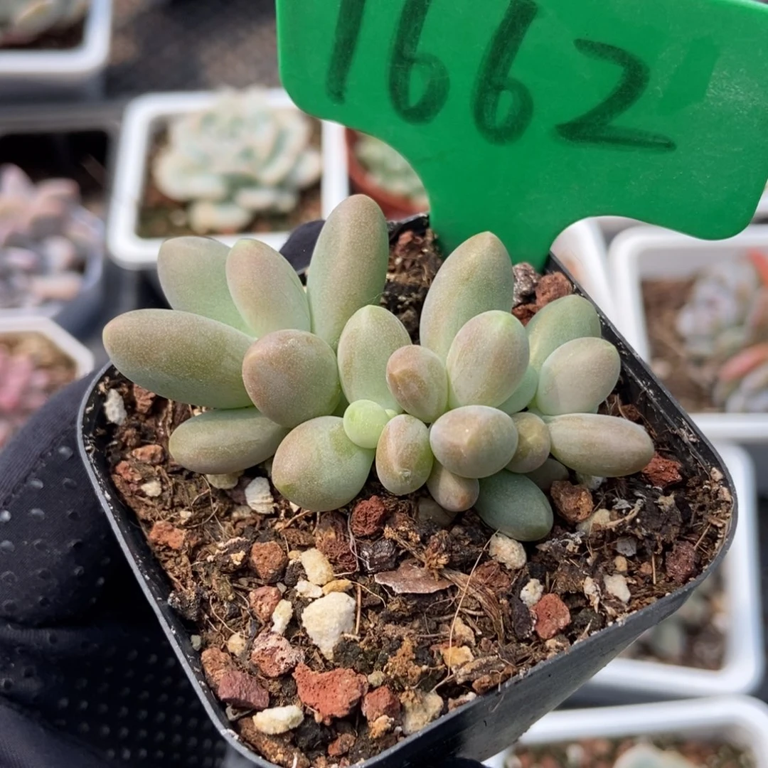 1662糖果美人多肉植物保护