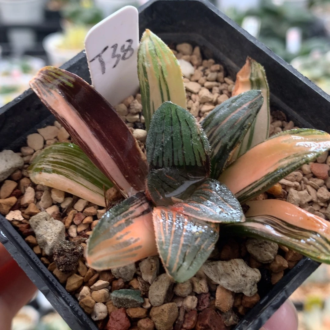 38夜想之深十二卷