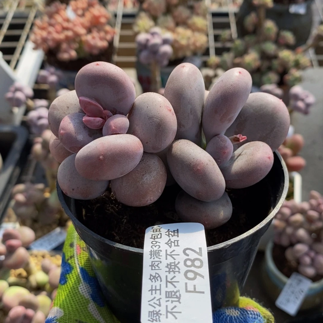 大叶奶酪982/8c m