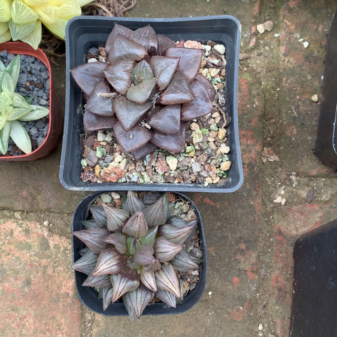 小***弟直播拍，带盆土发货的