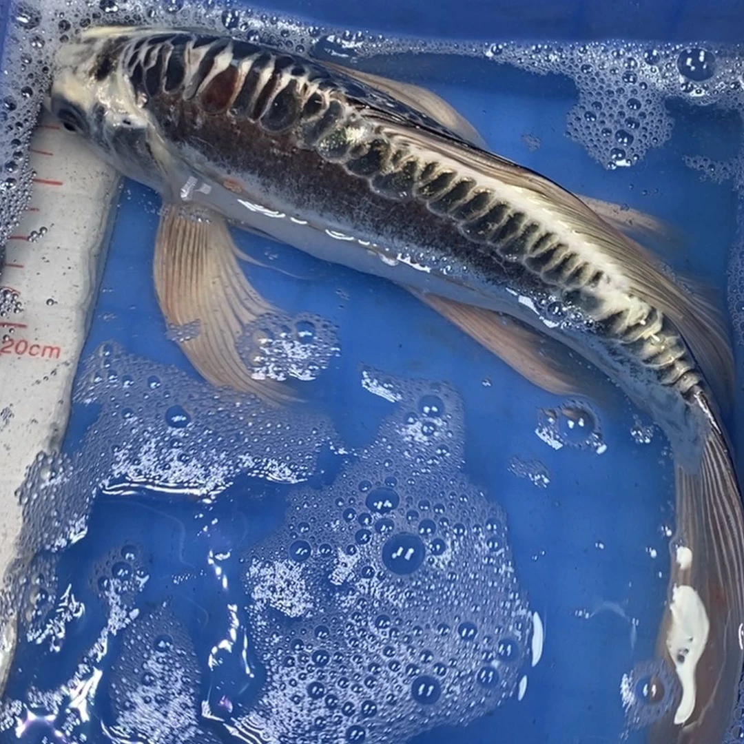 锦鲤冷水锦鲤包邮