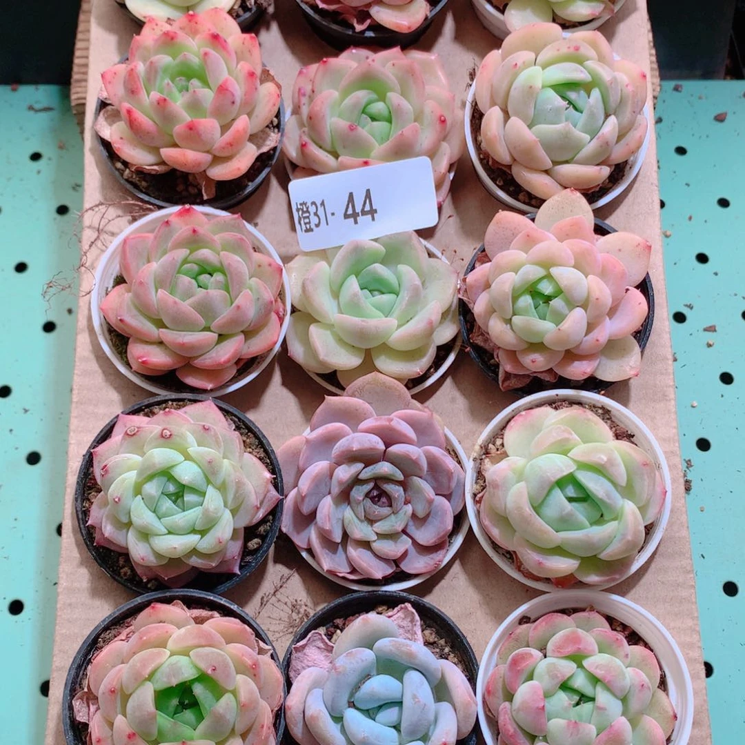 31-44一物一拍带盆18颗