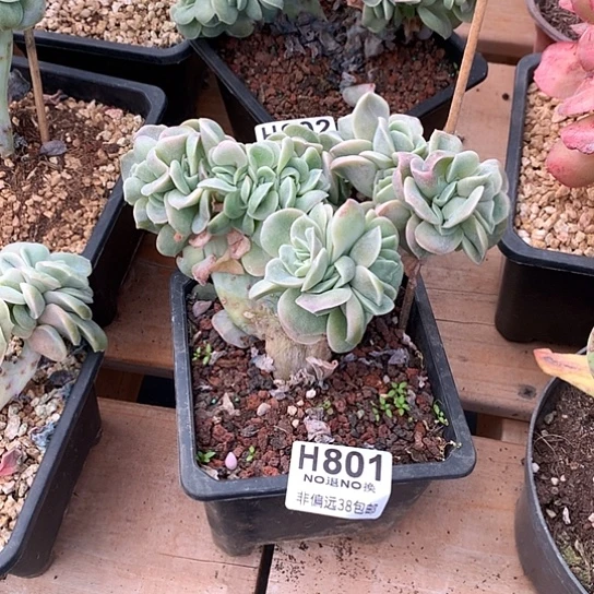 人***生可爱玫瑰缀化801 亏本处理退款拉黑7-8天发货